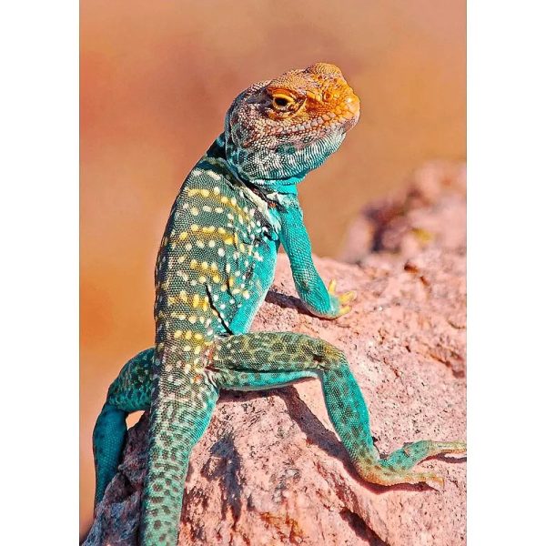 Collared Lizard - 3D Lenticular Postcard Greeting Card - NEW For Cheap