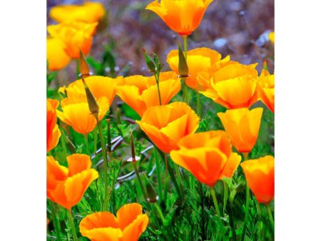 California Poppies - 3D Lenticular Postcard Greeting Card - NEW For Cheap