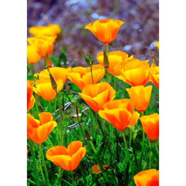 California Poppies - 3D Lenticular Postcard Greeting Card - NEW For Cheap