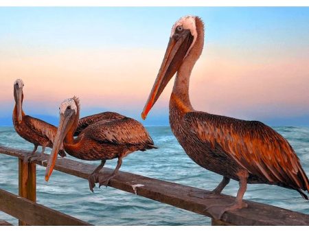 Brown Pelicans - 3D Lenticular Postcard Greeting Cardd - NEW Fashion