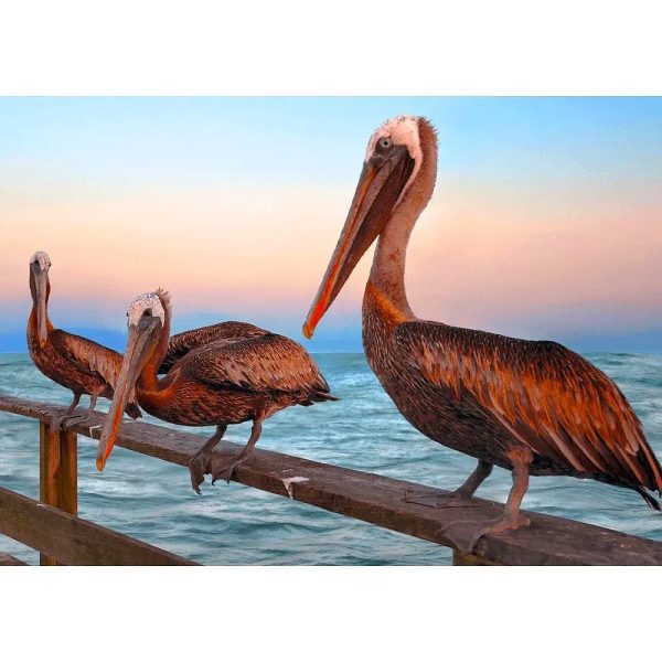 Brown Pelicans - 3D Lenticular Postcard Greeting Cardd - NEW Fashion